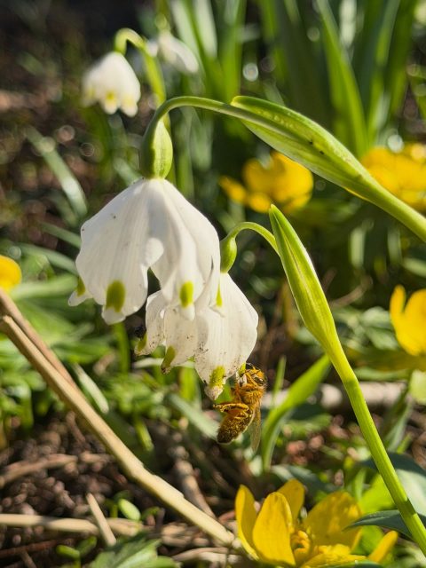 March is here. 🐝✨ Finding focus in the quiet moments before the music takes over again. Watching the world wake up... one bloom at a time. Enjoy your Sunday!“ #SpringVibes #NatureLovers #MarchEnergy #NewBeginnings